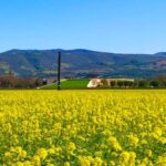 How to Visit Napa Valley on a Budget visit-napa-valley-mustard-fields.jpg