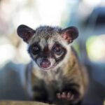 Why Civility Starts With Civets: The Ugly Truth Behind the World’s Most Expensive Coffee world-civet-day-civet-coffee.jpg